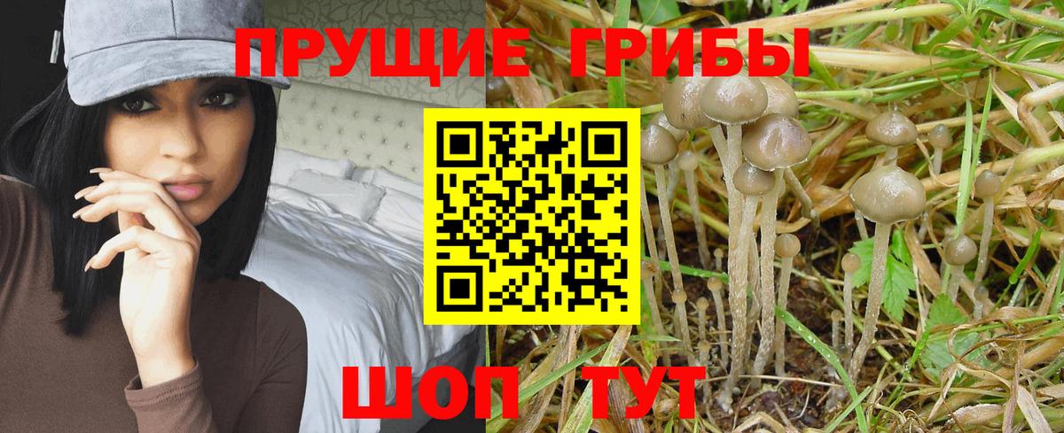 Псилоцибиновые грибы Psilocybe Гурьевск